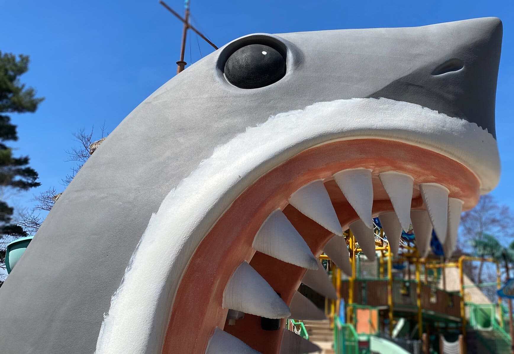 Giant gray shark head